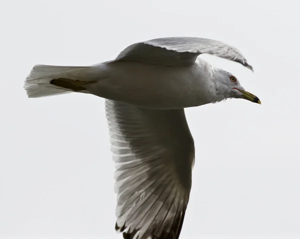 Bella bella foto isolata del gabbiano volante — Foto Stock