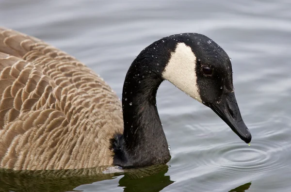 Very beautiful closeup of a Canada goose in the lake — Stock Photo, Image