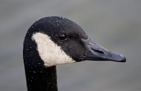 Красивый фон с головой канадского гуся — стоковое фото