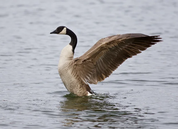 Isolated photo of a Canada goose with the beautiful long wings — Stock Photo, Image