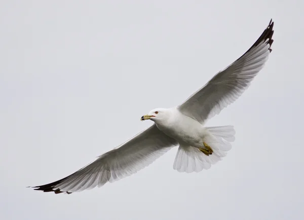Красивый крупный план чайки, летающей в небе — стоковое фото