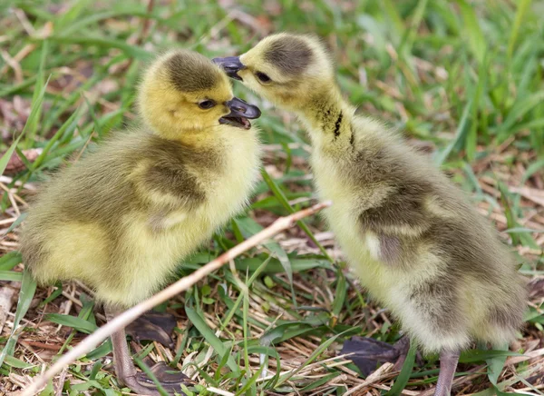 Beautiful isolated photo of the kissing chicks — Stock Photo, Image