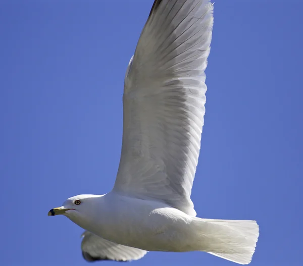 Hermosa imagen aislada con una gaviota voladora — Foto de Stock