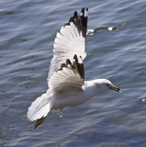 Immagine di un gabbiano che vola vicino all'acqua — Foto Stock