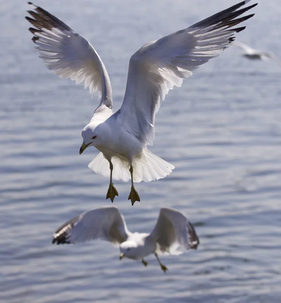Bela foto isolada de duas gaivotas voadoras — Fotografia de Stock