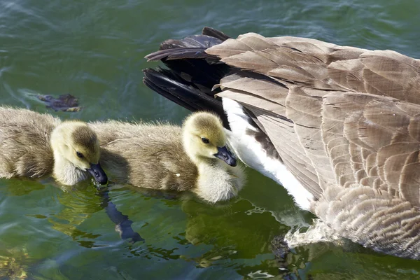 Cute chicks of the Canada geese are swimming after their mom — Stock Photo, Image