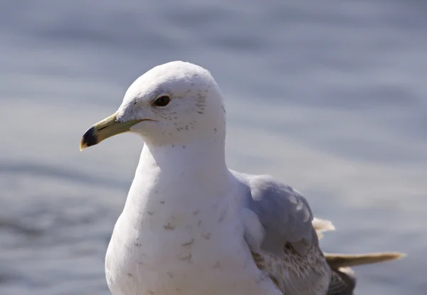 Foto aislada de una gaviota tranquila — Foto de Stock