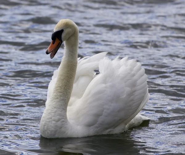 Imagem isolada bonita com um cisne gritando — Fotografia de Stock