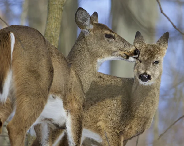 Divertente immagine con un paio di simpatici cervi selvatici leccarsi a vicenda — Foto Stock