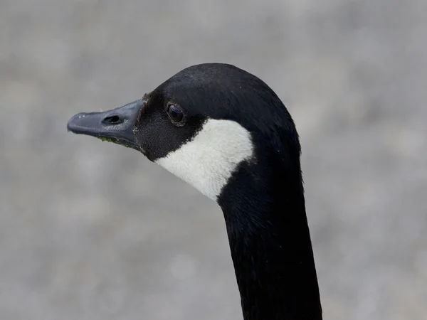 Sehr schönes Porträt einer Kanada-Gans beim Blick zur Seite — Stockfoto