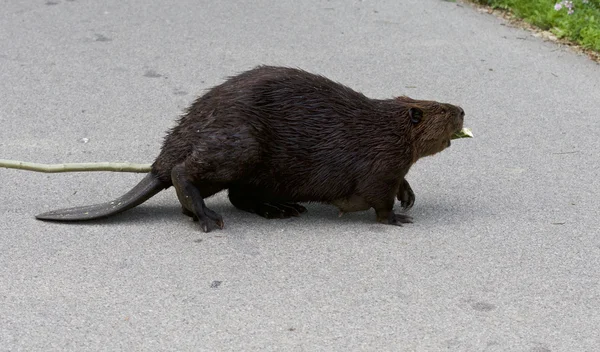 Isolada imagem próxima com um engraçado castor canadense atravessando a estrada — Fotografia de Stock