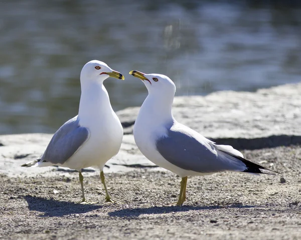 Antecedentes com duas gaivotas apaixonadas ficando na costa — Fotografia de Stock