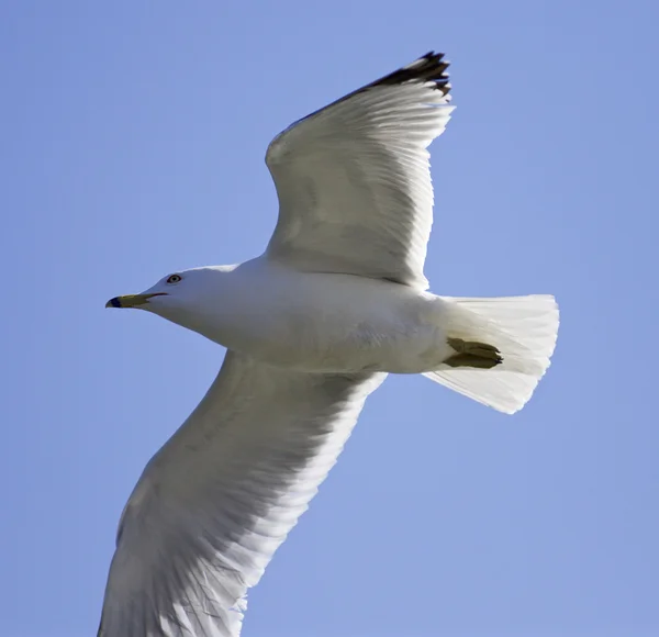 Красивая изолированная картина летающей чайки — стоковое фото
