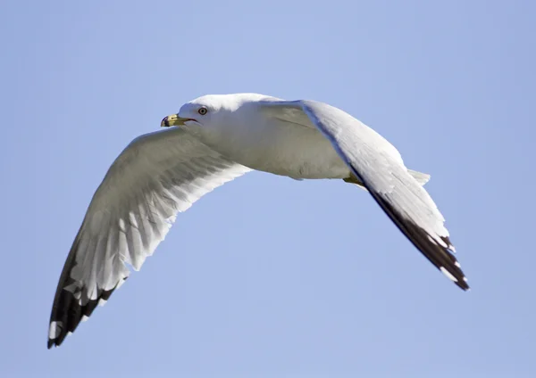 Very beautiful isolated photo of the flying gull with the wings opened — Stock Photo, Image