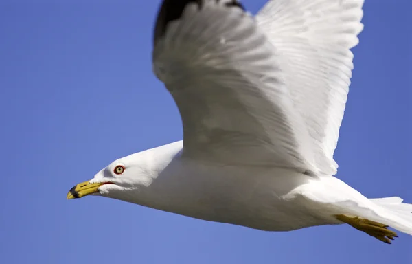 Bela foto isolada de uma gaivota no céu — Fotografia de Stock