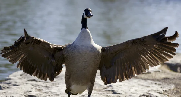 Background with a Canada goose — Stock Photo, Image