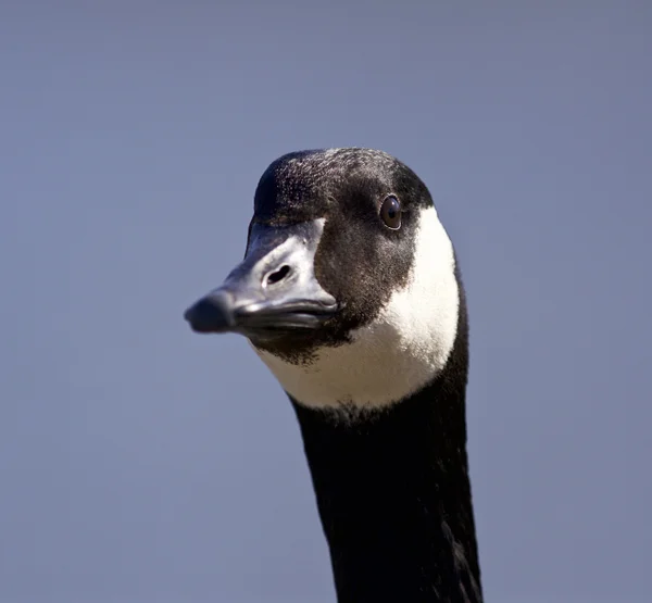 Imagem isolada com um ganso bonito do Canadá — Fotografia de Stock