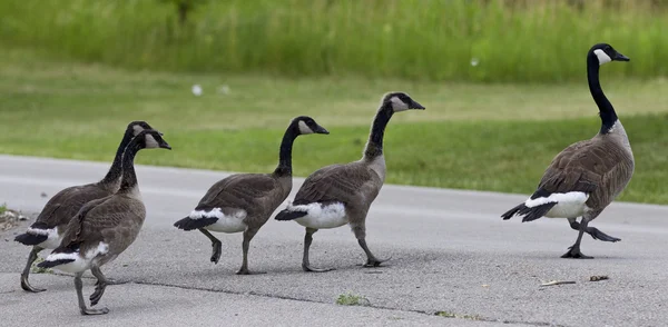 Image with a family of the Canada geese going across the road — Stock Photo, Image