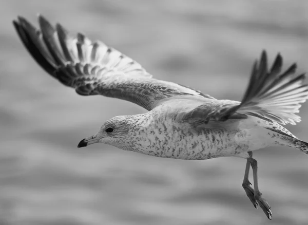 Beautiful black and white image with a flying gull — Stock Photo, Image