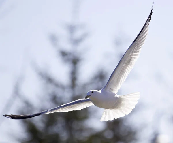 Beautiful isolated picture of the flying gull — Stock Photo, Image