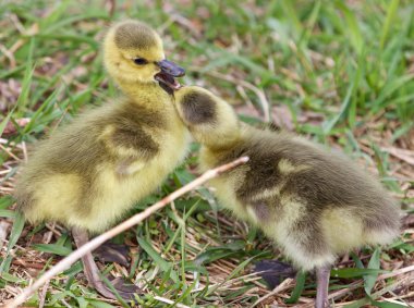 Şirin çift Kanada kazlar civciv 