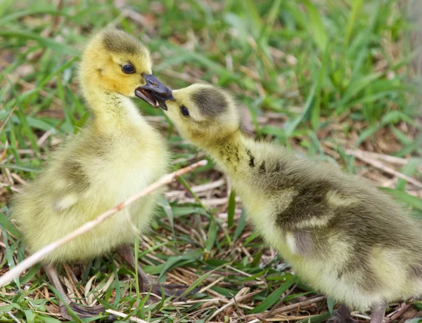 Funny photo of two cute young chicks of the Canada geese in love — Stock Photo, Image