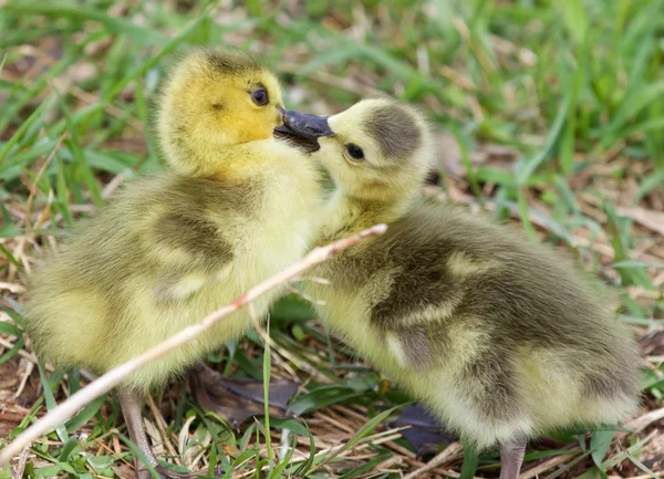 Funny photo of kissing young cute chicks of the Canada geese — Stock Photo, Image