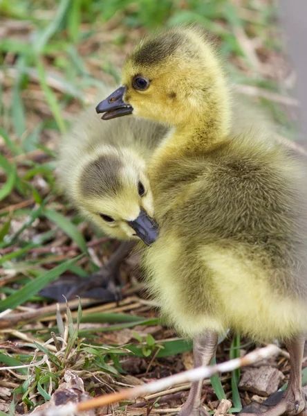 Beautiful isolated picture of the kissing chicks — Stock Photo, Image