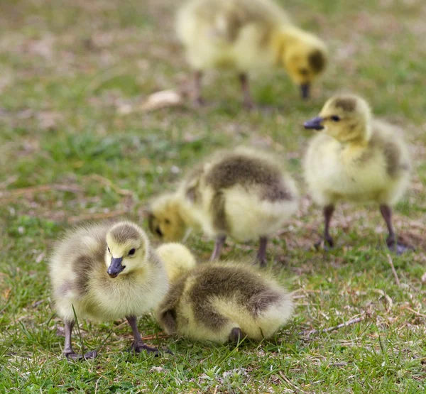 Hermoso fondo con un grupo de polluelos juntos en el campo de hierba —  Fotos de Stock