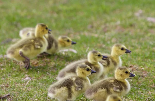 Backgound with the chicks of the Canada geese — Stock Photo, Image