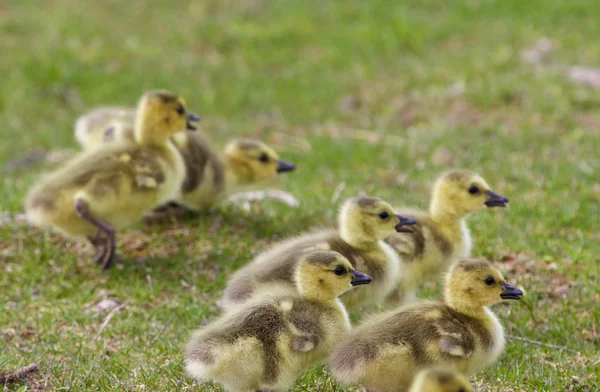 Achtergrondkleur met de kuikens van de Canadese ganzen — Stockfoto