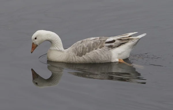 Schneegans — Stockfoto