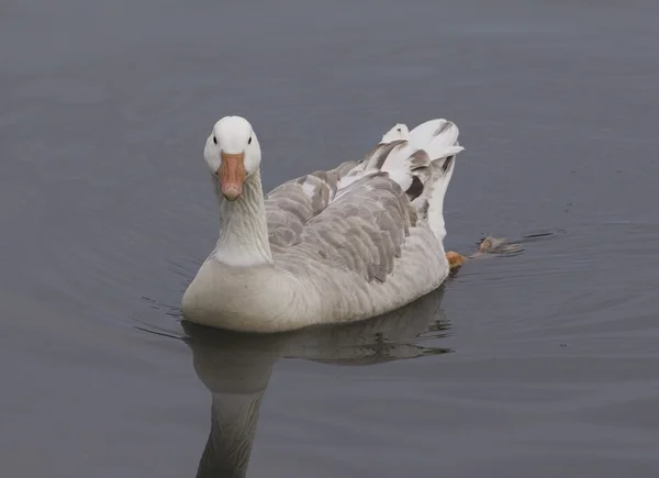 Snow goose — Stock Photo, Image