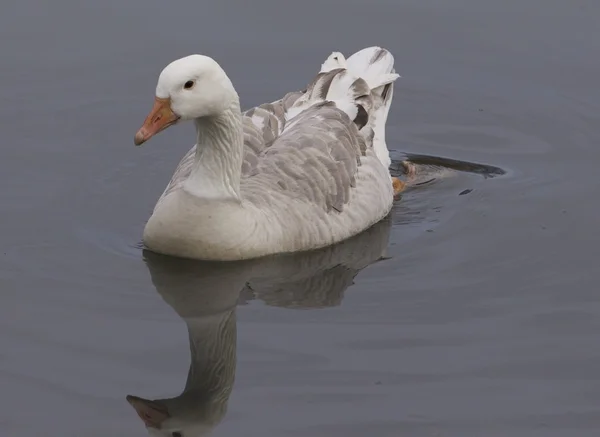 Sneeuwgans — Stockfoto