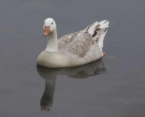 Snow goose — Stock Photo, Image