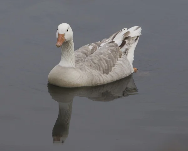 Sneeuwgans — Stockfoto