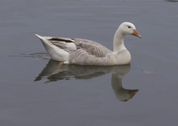 Sneeuwgans — Stockfoto