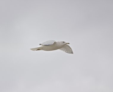 Uçuş ring-billed martı