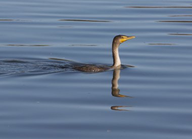 Çift Tepeli karabatak