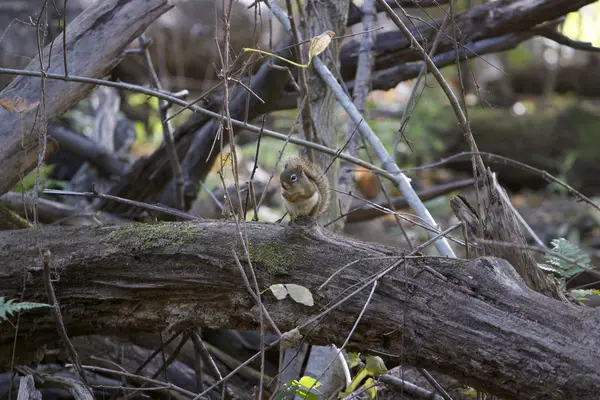Le drôle petit écureuil mignon — Photo