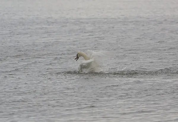 The mute swan expressive swimming — Stock Photo, Image