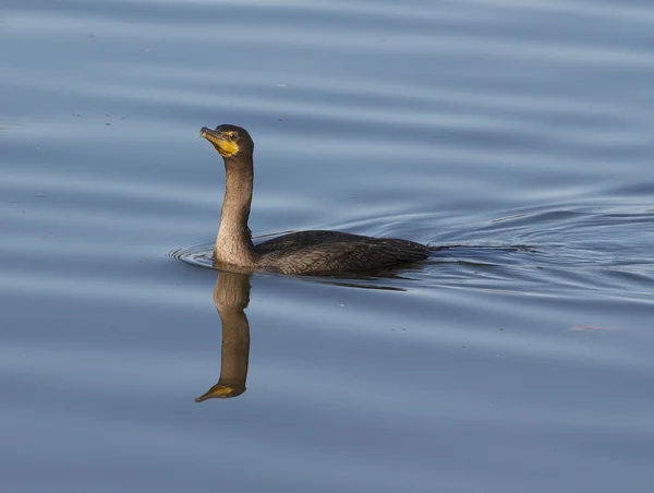 El cormorán está nadando — Foto de Stock