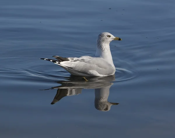 A gaivota de bico anelado está nadando — Fotografia de Stock