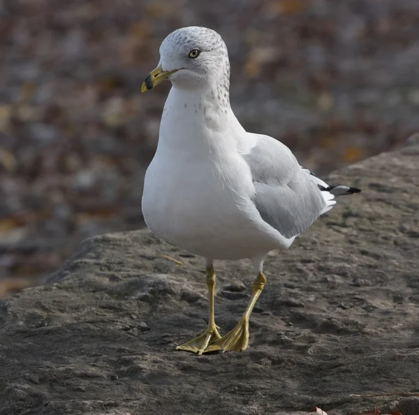 A curiosa e engraçada gaivota — Fotografia de Stock