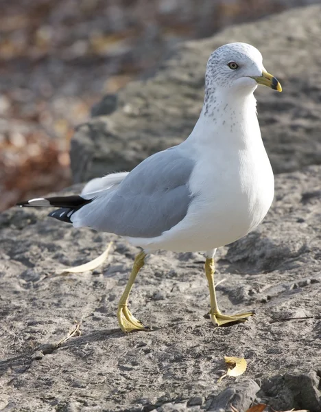 A curiosa e engraçada gaivota — Fotografia de Stock