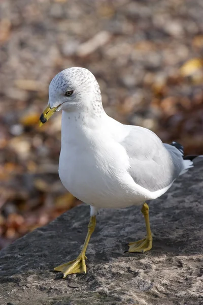 재미 있는 호기심 ring-billed 갈매기 — 스톡 사진