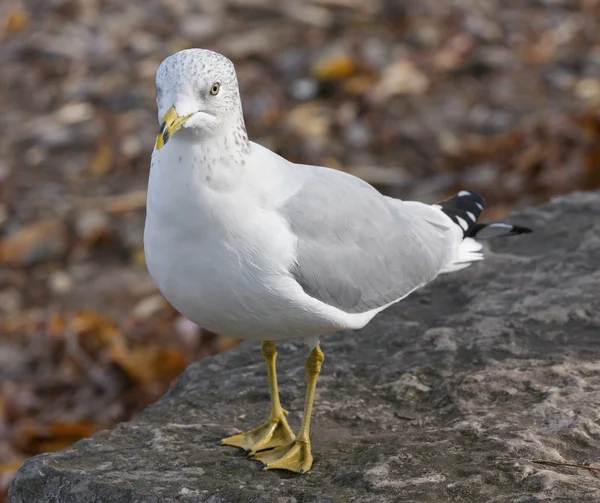 面白い好奇心 ring-billed カモメ — ストック写真