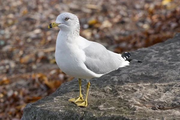 재미 있는 호기심 ring-billed 갈매기 — 스톡 사진