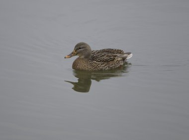 Yaban ördeği kadın yüzüyor