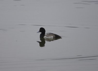 Büyük scaup